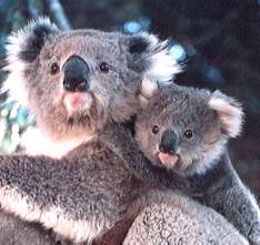 Koalas- found along the East Coast,
from Melbourne to Townsville
& in South Australia.